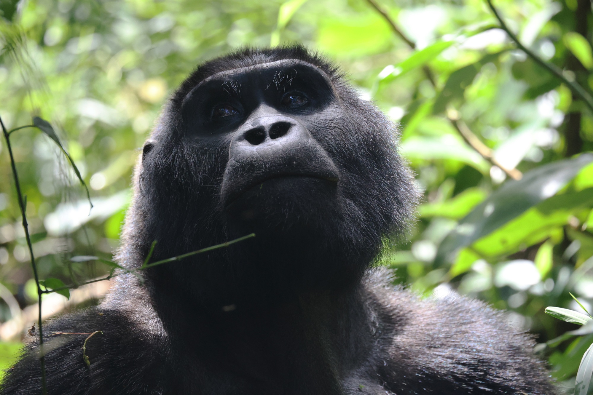 Gorilla & Lakes Adventure - 9 Days