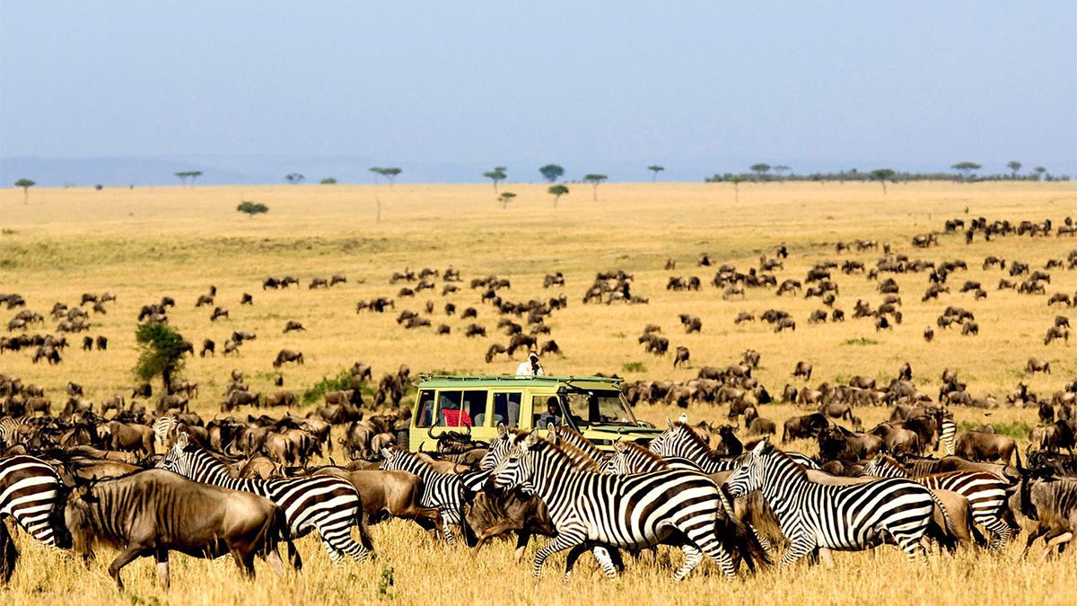 Serengeti national Park Tour and Drive