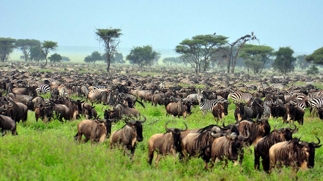 Serengeti national Park Tour and Drive