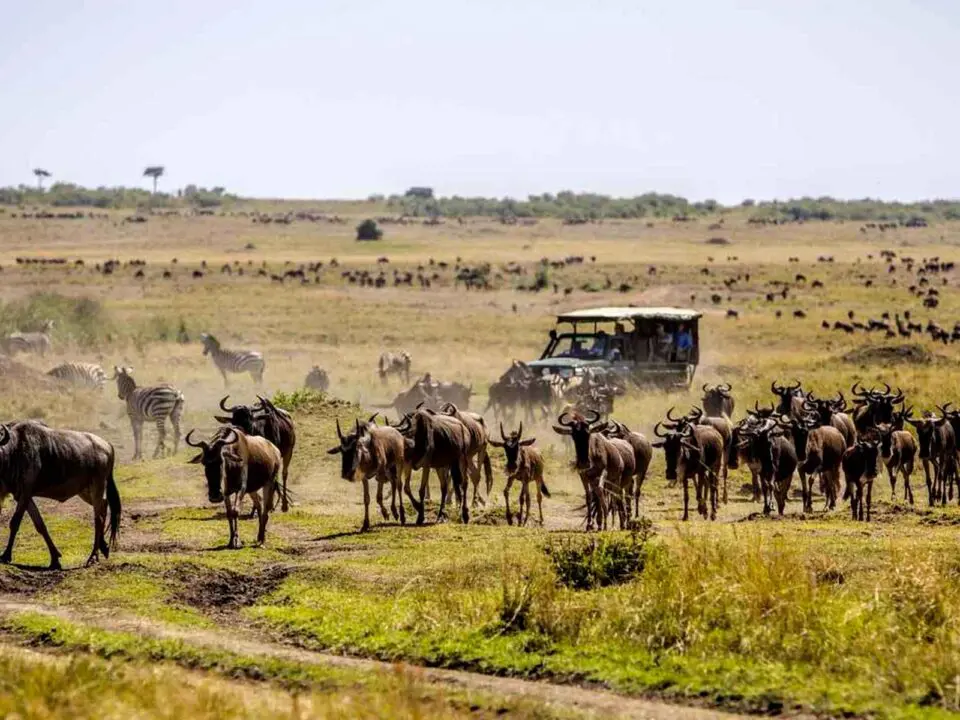 Serengeti national Park Tour and Drive