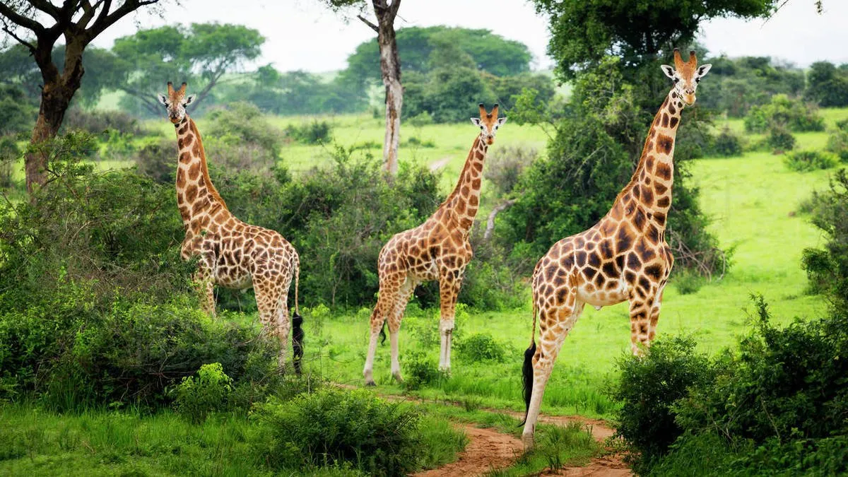 Lake Mburo National Park Expedition Tour